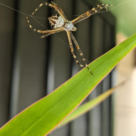 Meet your Posher, Charlene - Picture 4 of 9